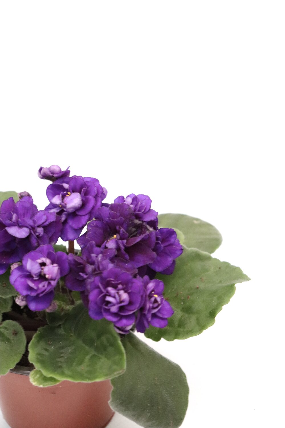 Violeta