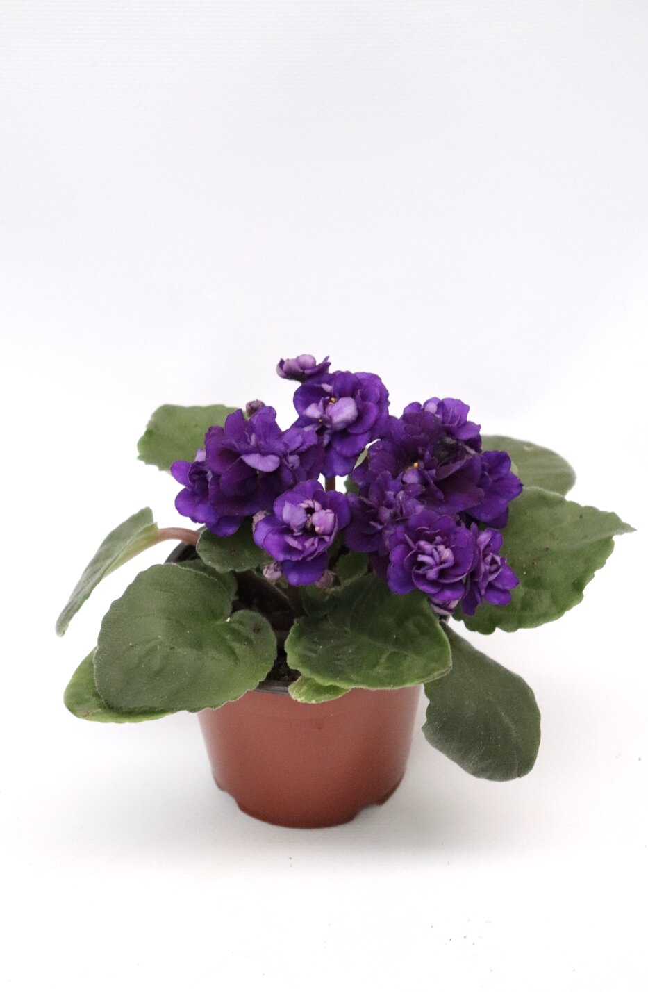 Violeta - Image 2