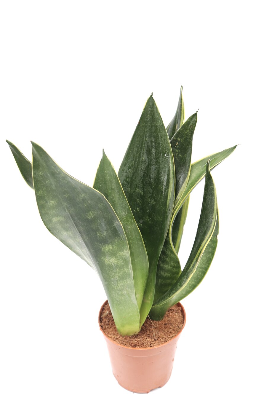 Sansevieria trifasciata 'Diamond flame' - Image 2