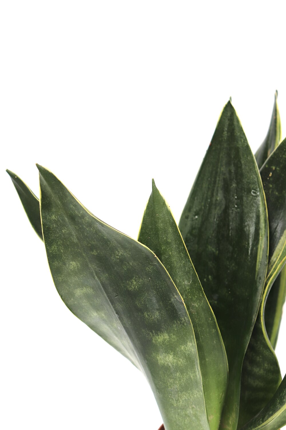 Sansevieria trifasciata 'Diamond flame'