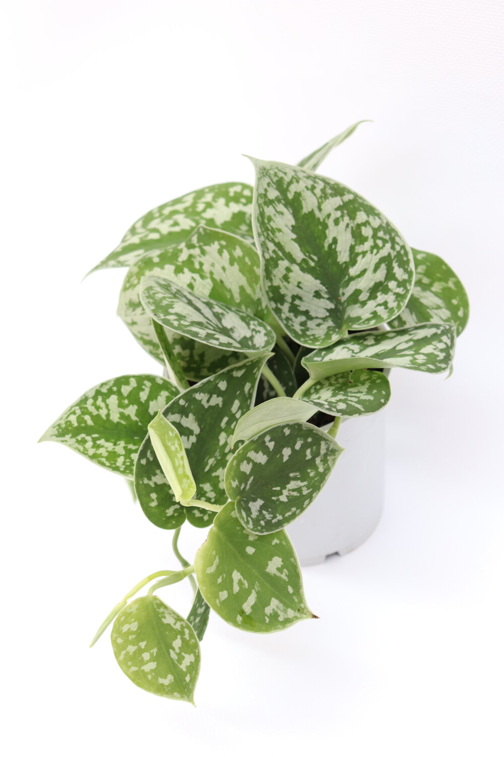 Scindapsus pictus 'Argyraeus' - Image 3
