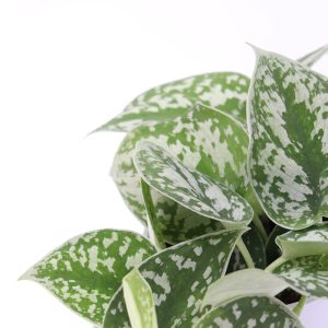 Scindapsus pictus 'Argyraeus'