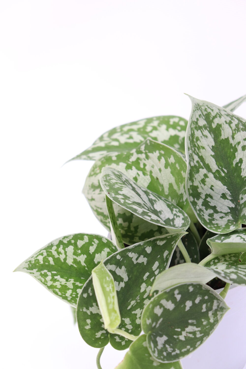 Scindapsus pictus 'Argyraeus'