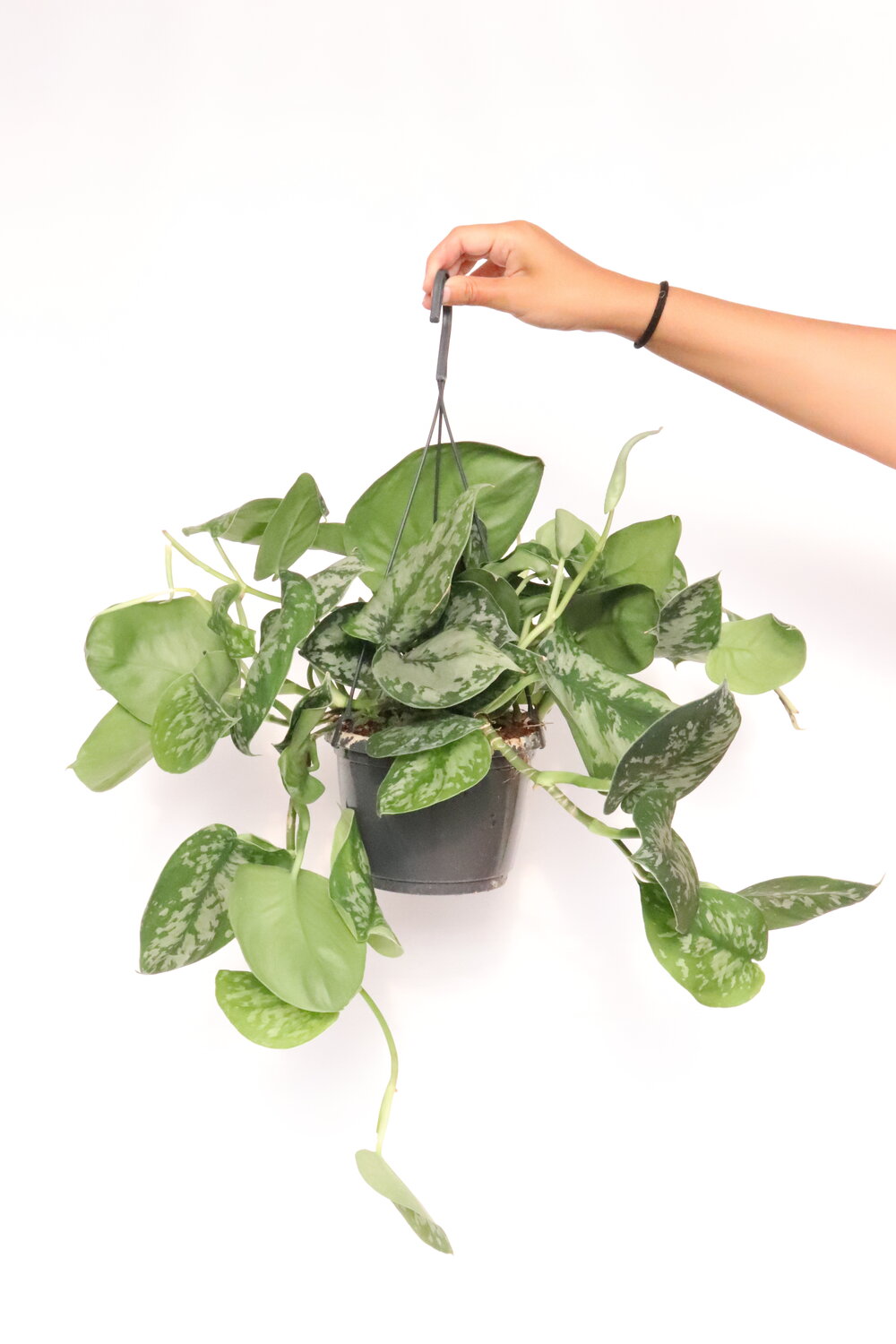 Scindapsus pictus 'Trebie' - Image 3
