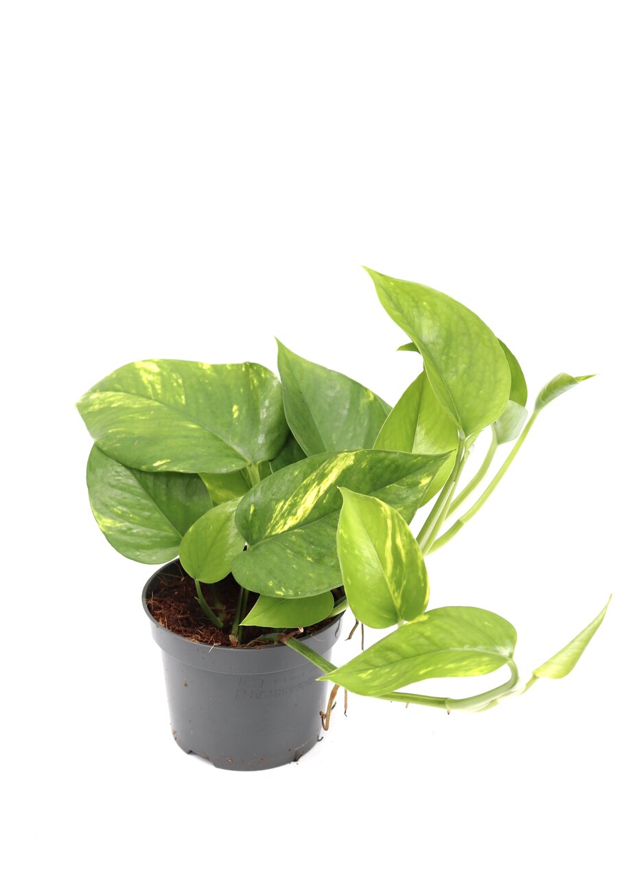 scindapsus-v12-planthiza