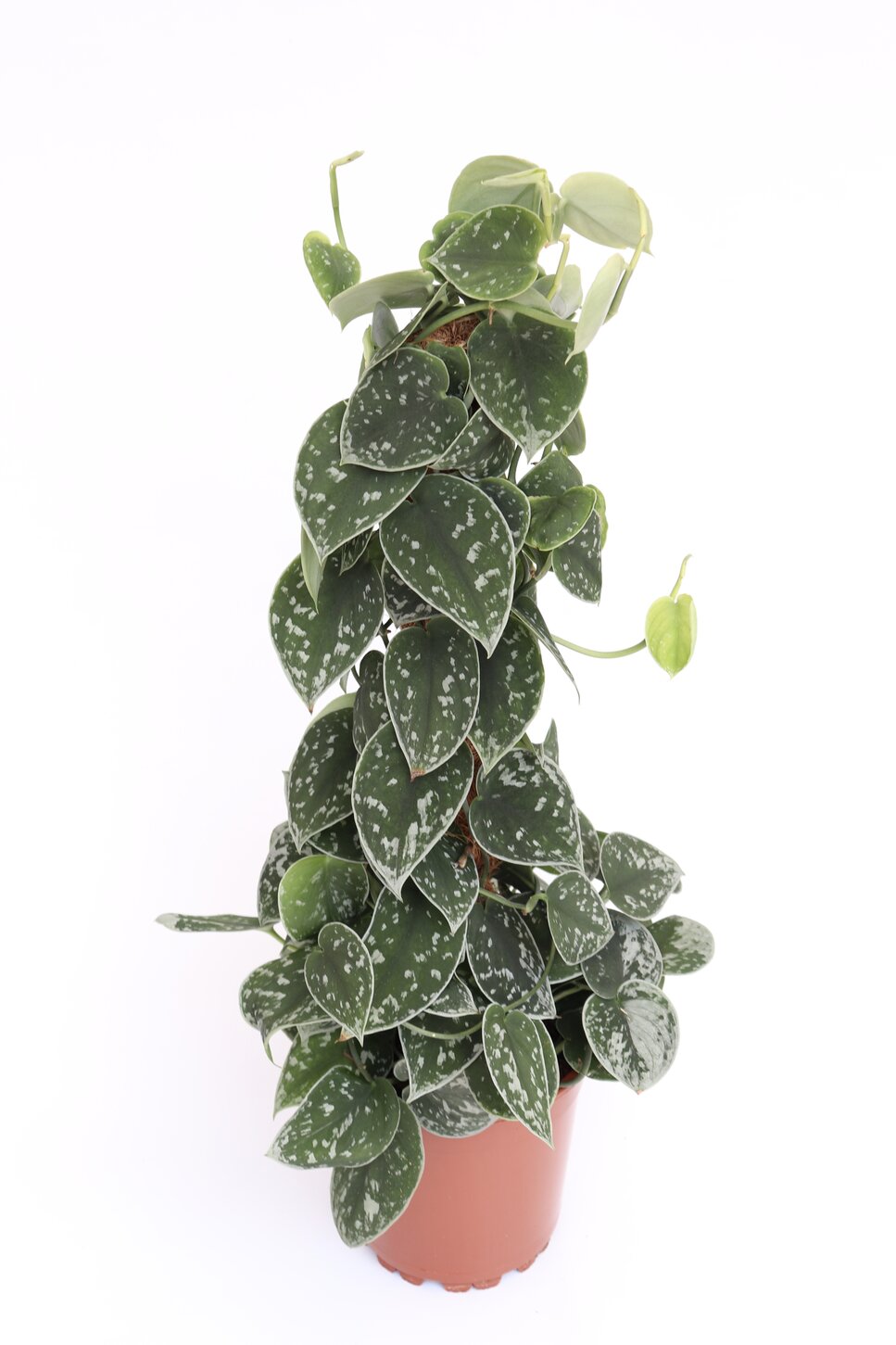 Scindapsus pictus 'Argyraeus' - Image 4