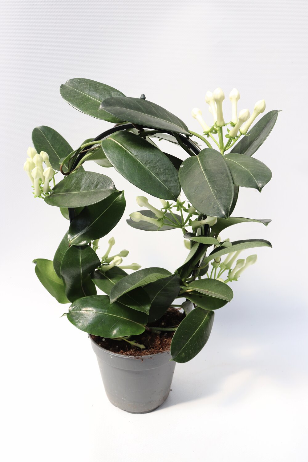 Flor-da-noiva - Image 2