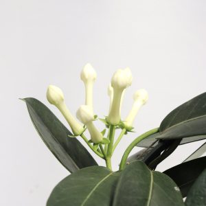 Flor-da-noiva