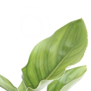 Strelitzia reginae