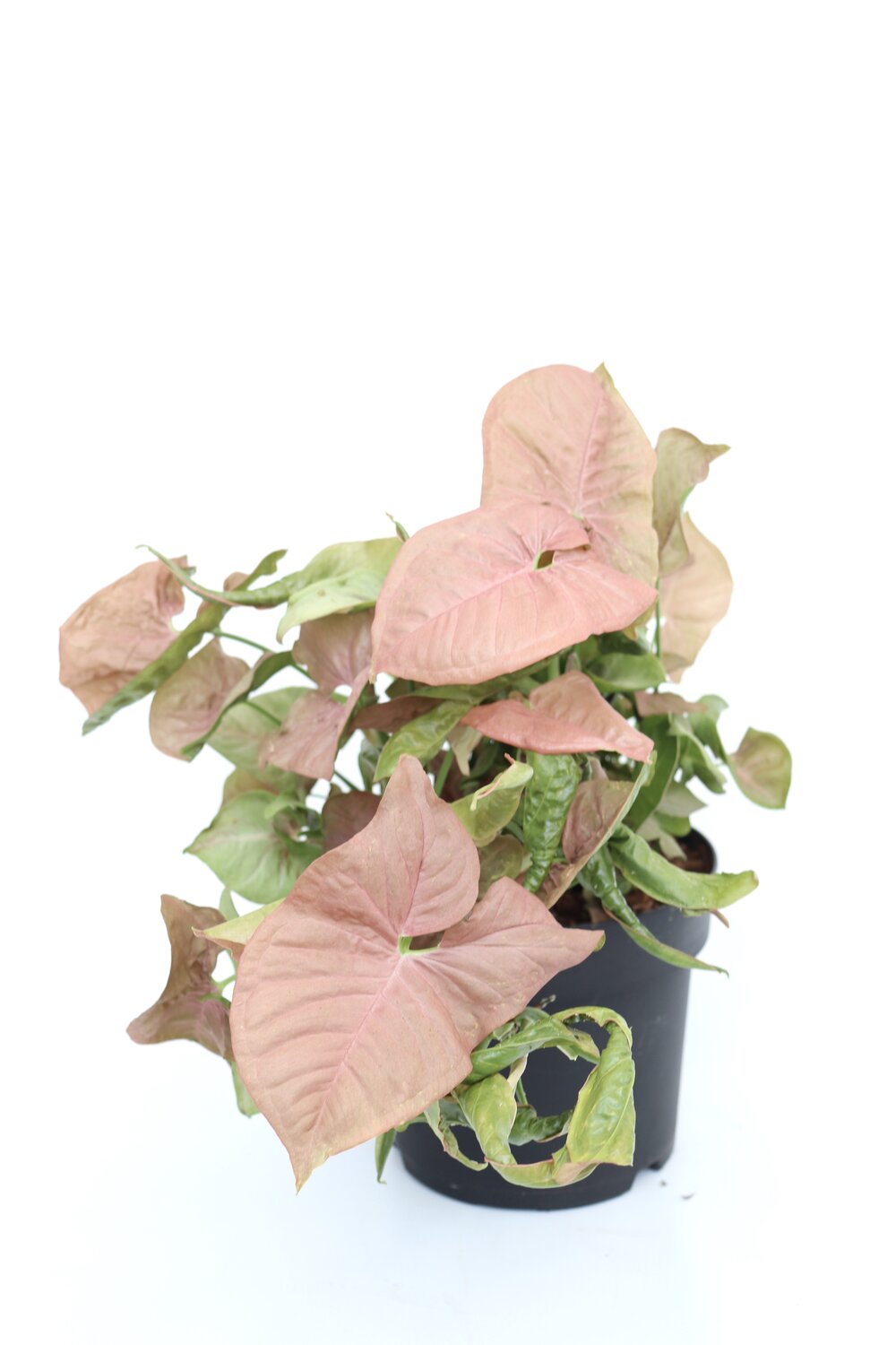 Syngonium podophyllum 'Neon' - Image 5
