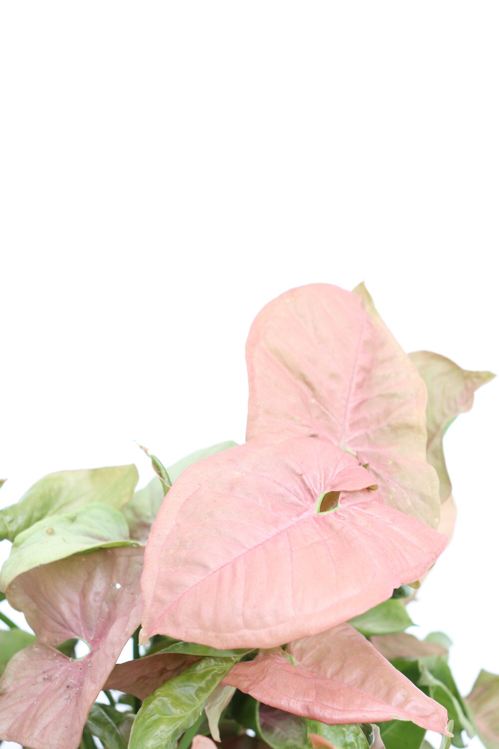 Syngonium podophyllum 'Neon'
