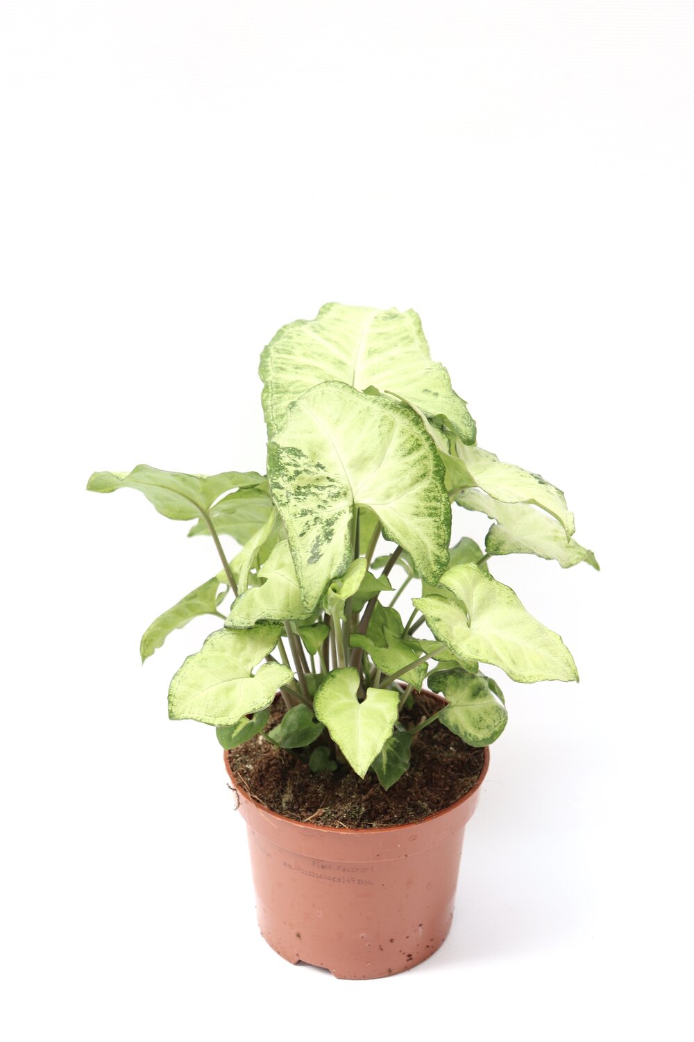Syngonium podophyllum 'White Butterfly' - Image 2