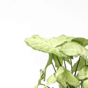 Syngonium podophyllum 'White Butterfly'