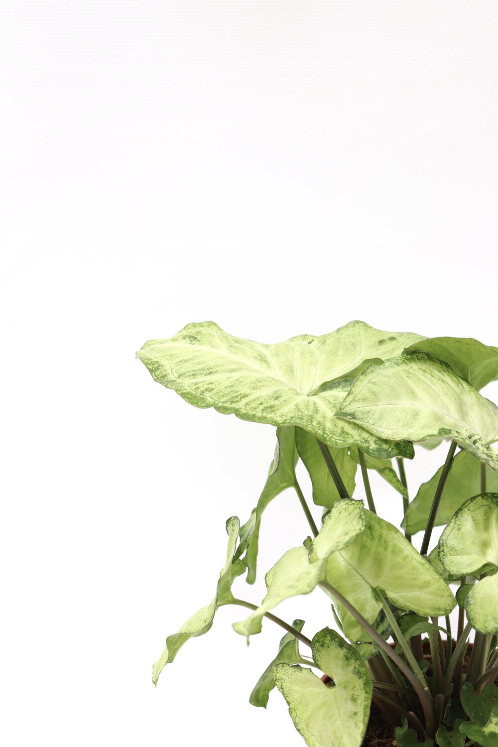 Syngonium podophyllum 'White Butterfly'