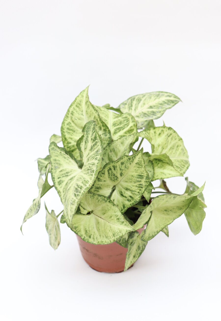 Syngonium podophyllum 'White Butterfly' - Image 3