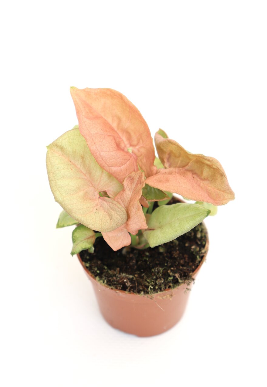 Syngonium podophyllum 'Neon' - Image 3