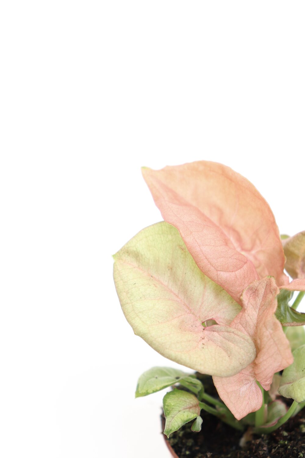 Syngonium podophyllum 'Neon' - Image 2