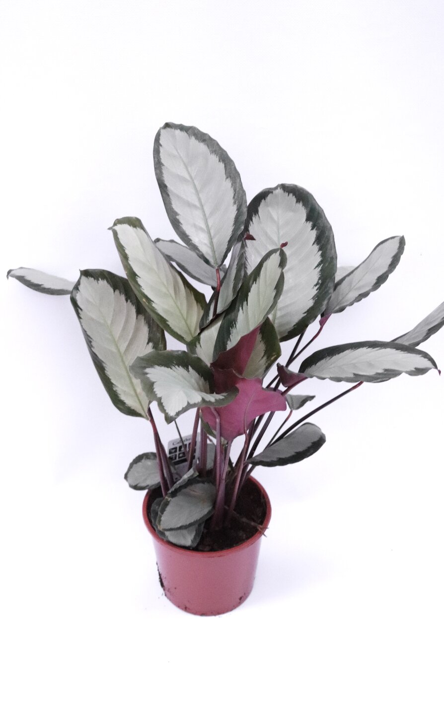 Calathea picturata 'Argyrea' - Image 4