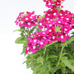 Verbena