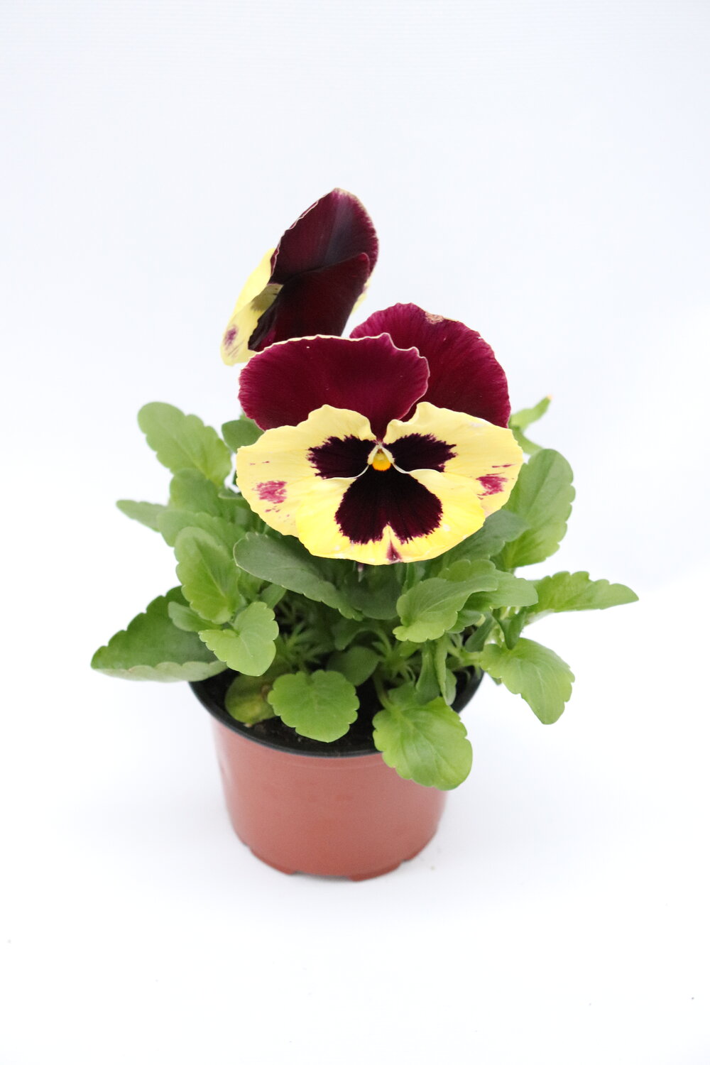 viola
