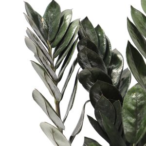 Zamioculca zamiifolia 'Raven'