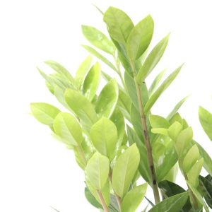 Zamioculca zamiifolia