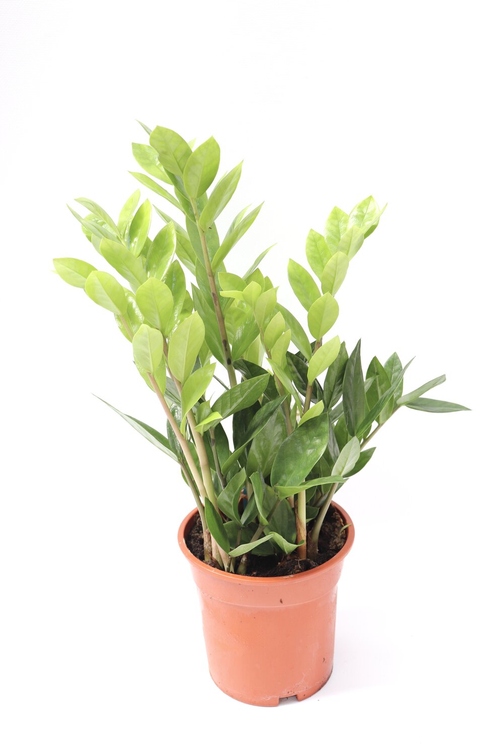 zamioculcav17-zoom-planthiza