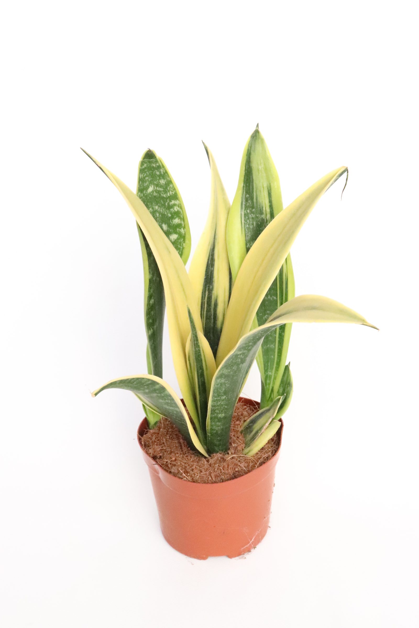 sansevieria-golden-flame-v12-planthiza