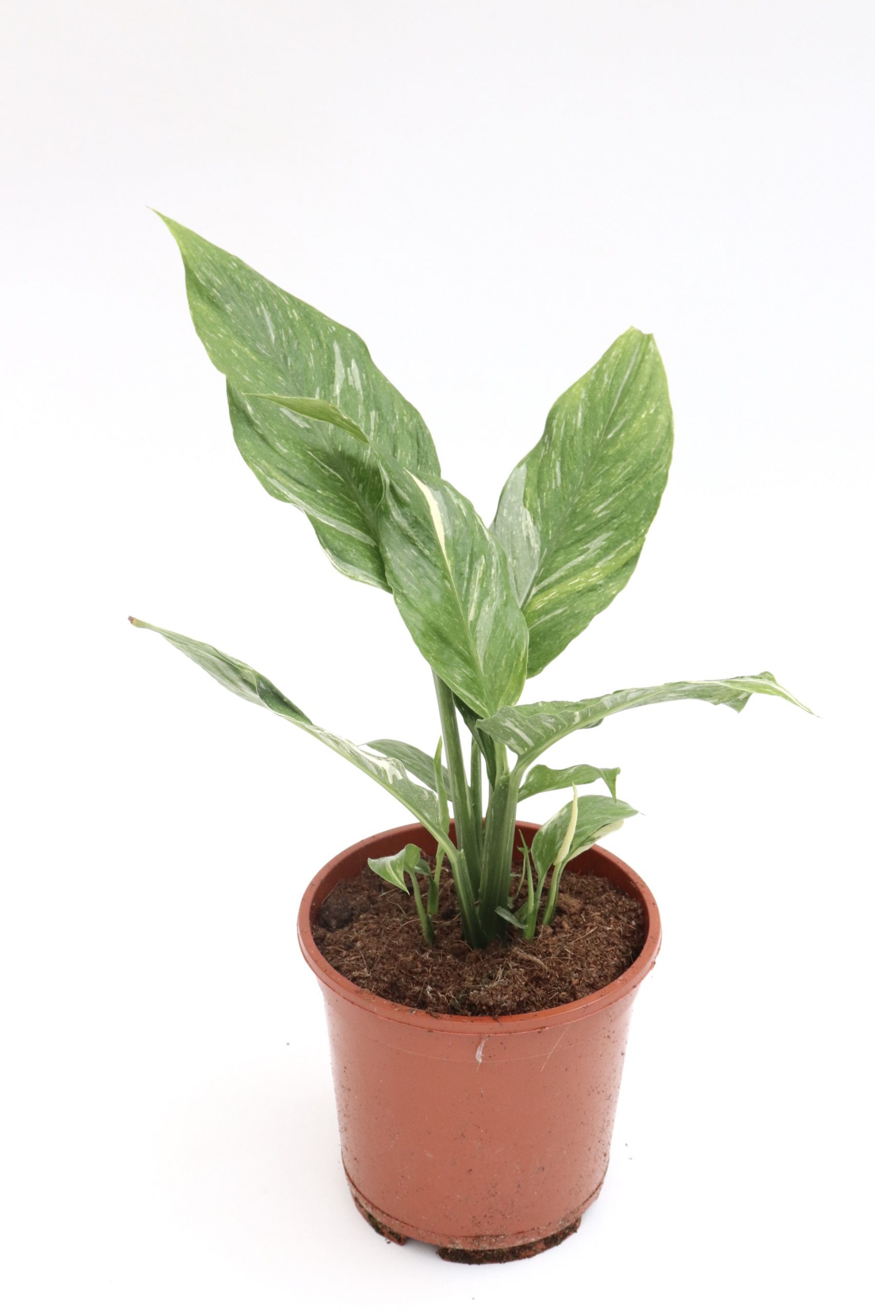 Spathiphyllum 'Diamond' - Image 3