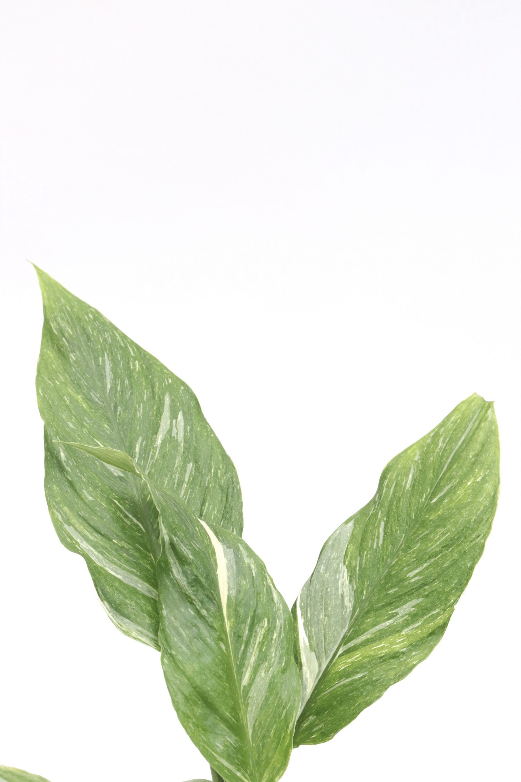 Spathiphyllum 'Diamond' - Image 2