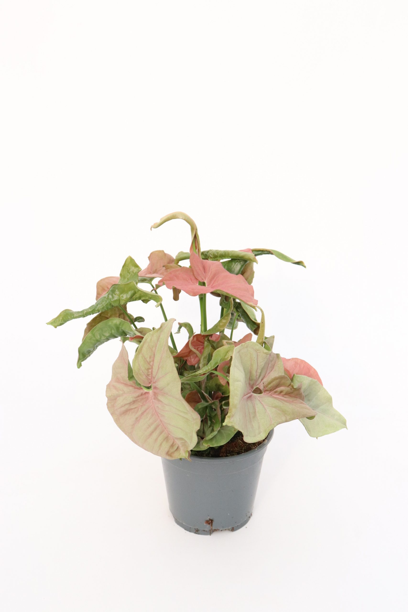 Syngonium podophyllum 'Neon' - Image 4