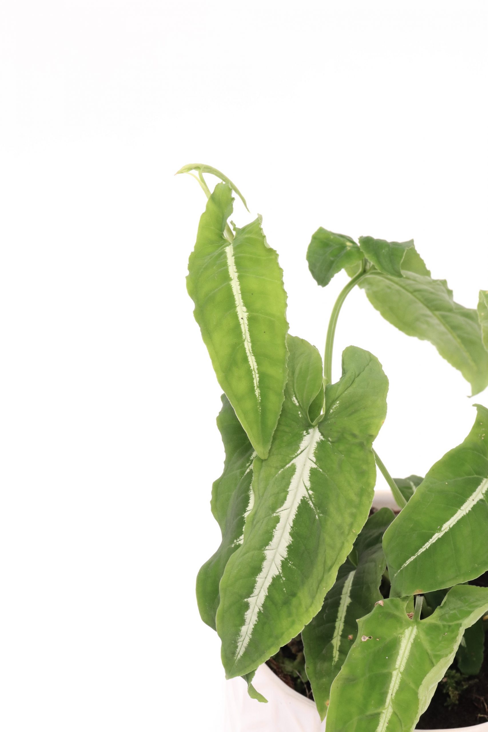 Syngonium 'Wendlandii'