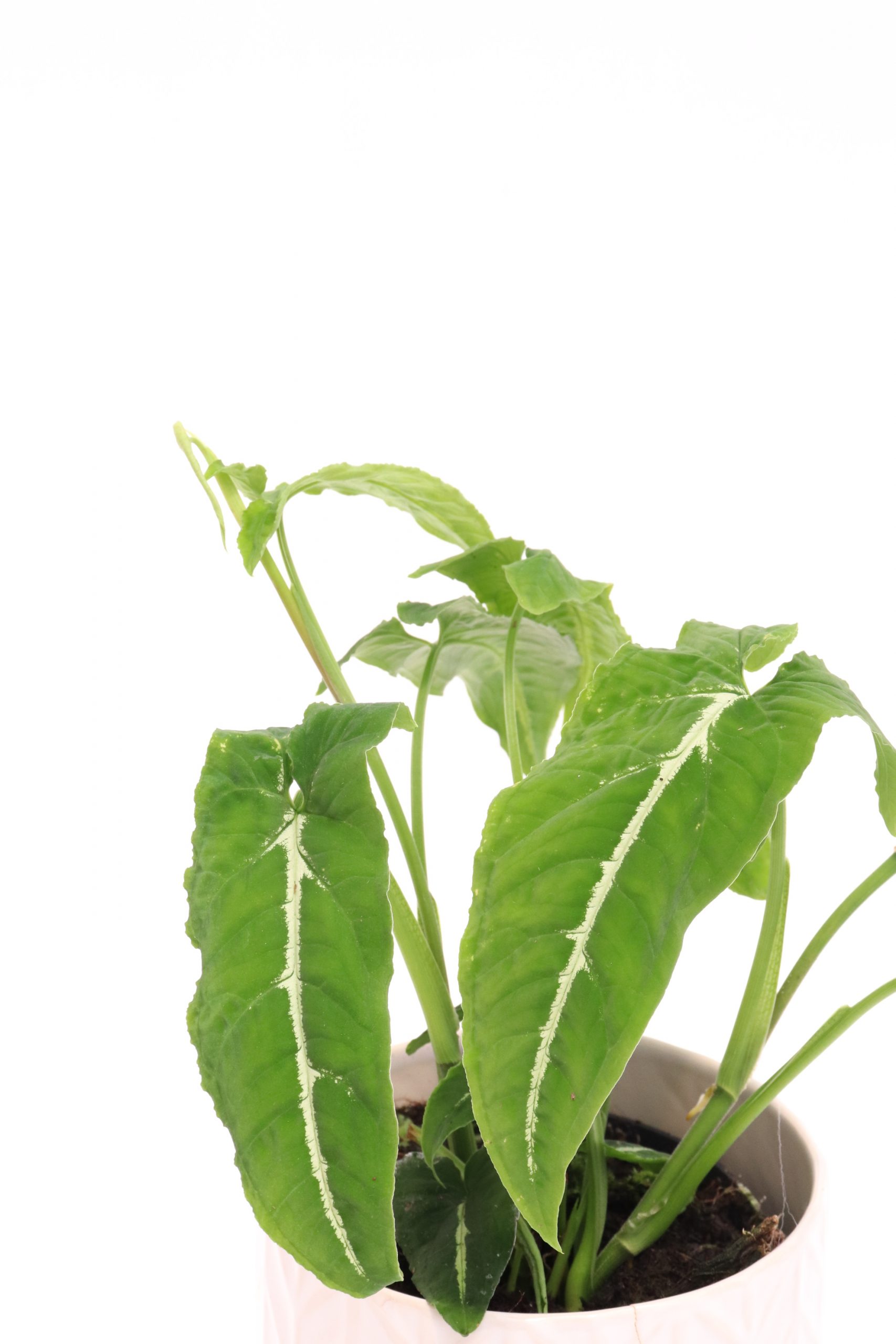 Syngonium 'Wendlandii' - Image 2