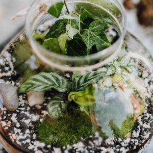 Terrarium