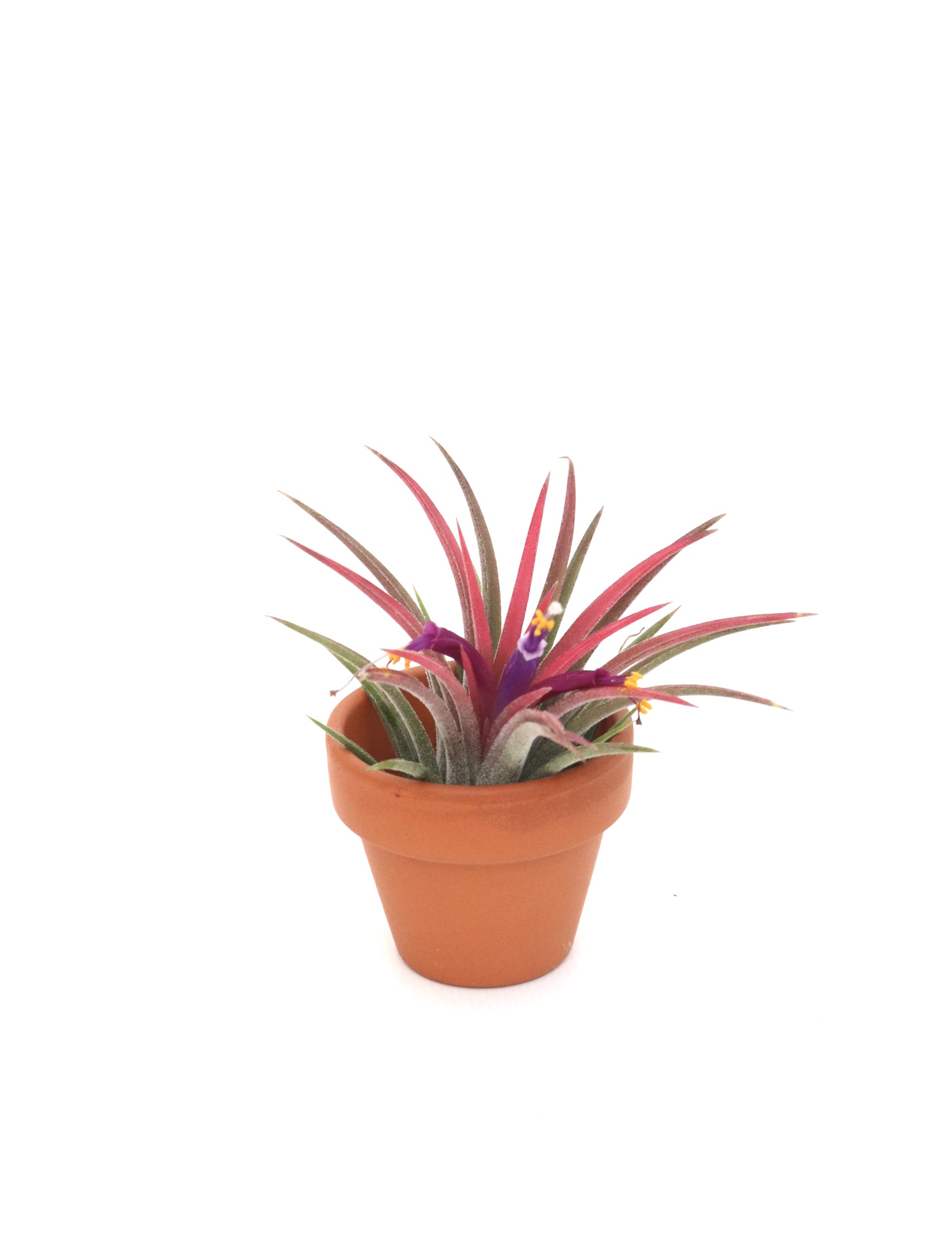 tillandsia-ceramic-planthiza