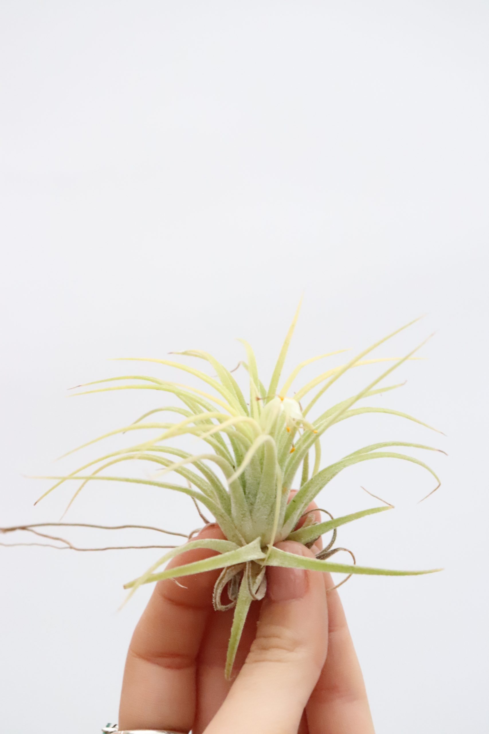 Tillandsia ionantha - Image 4
