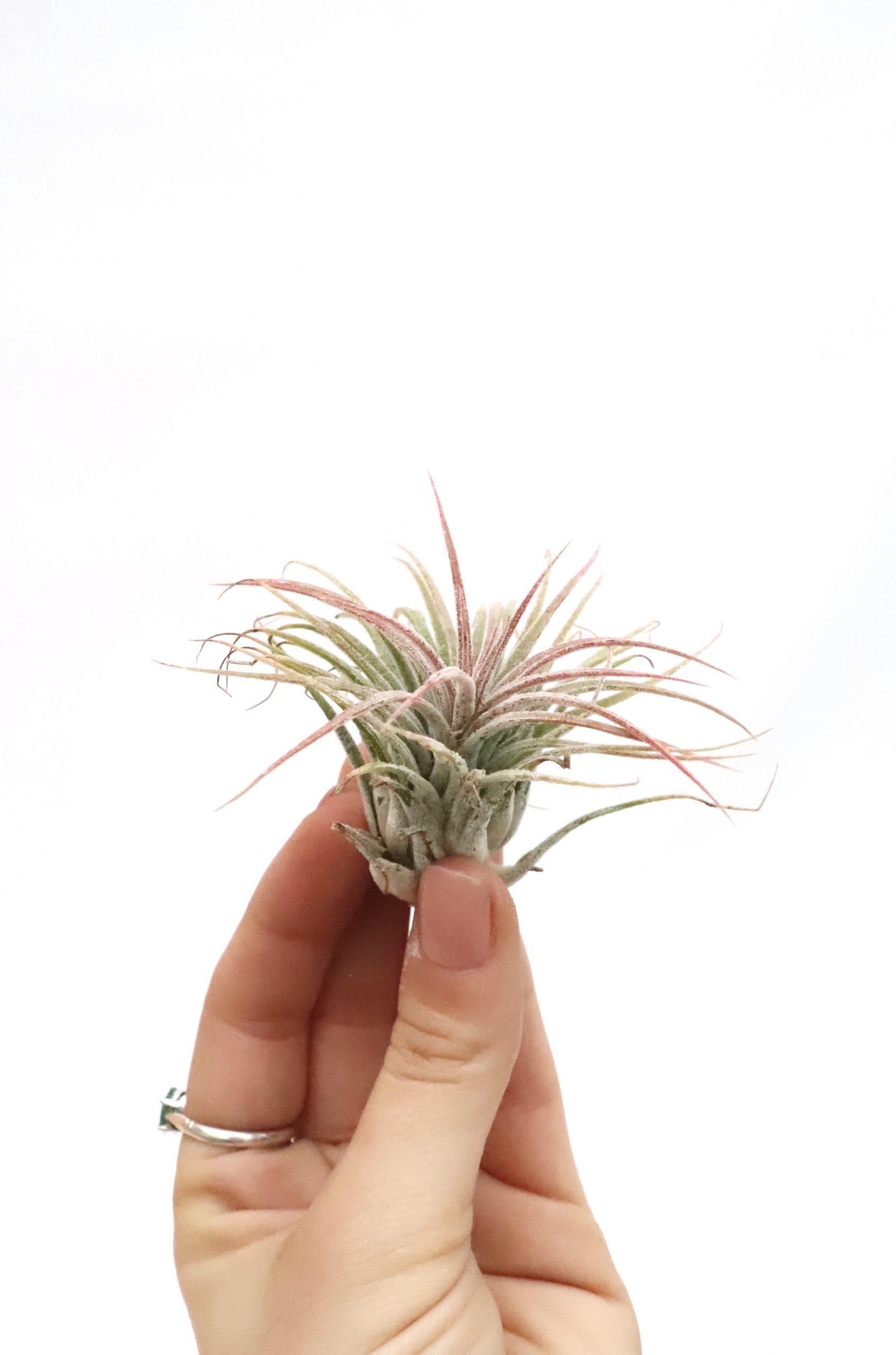 Tillandsia ionantha - Image 2