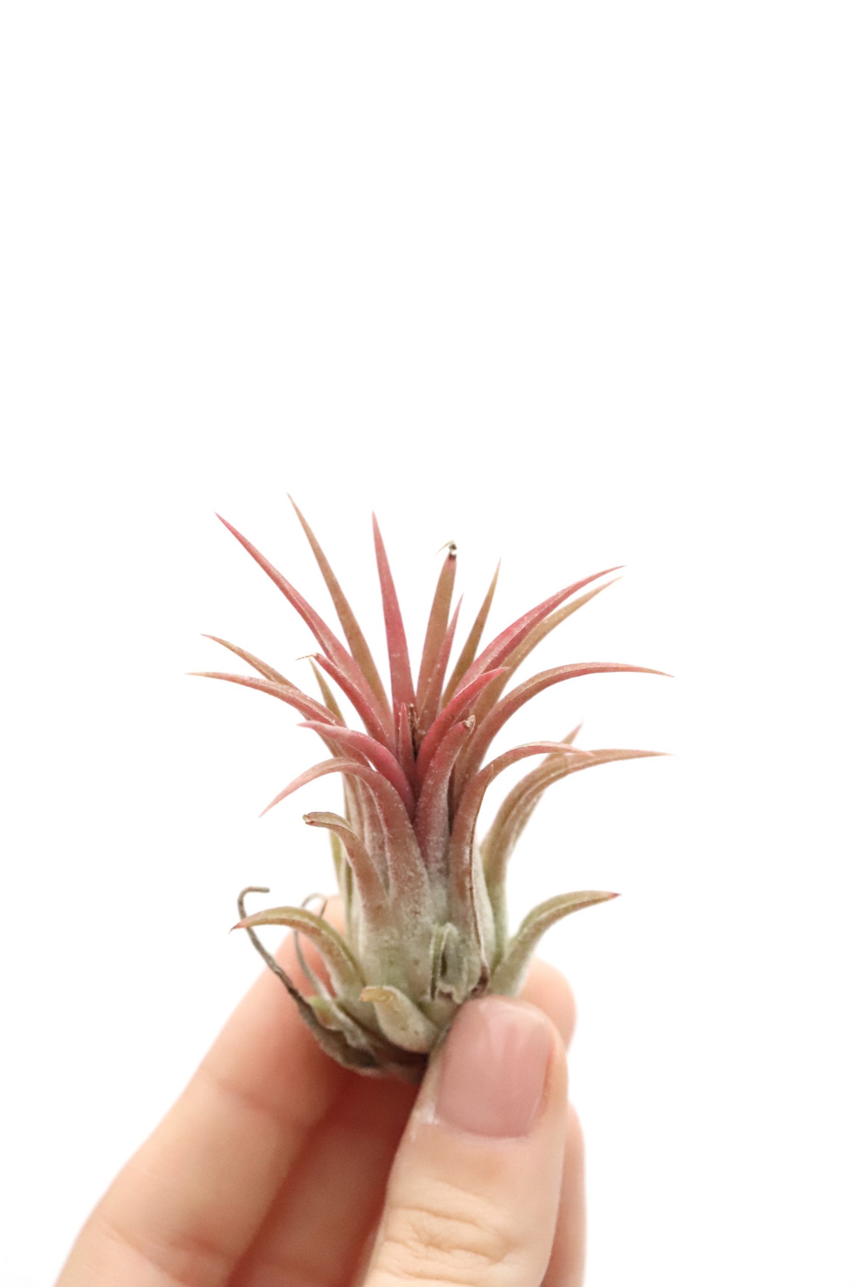 Tillandsia ionantha - Image 3