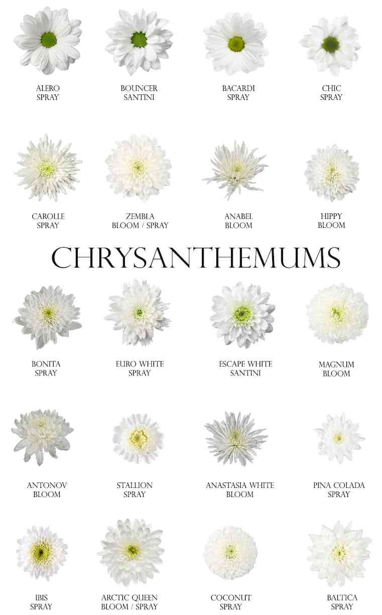chrydanthemum chart-compressed