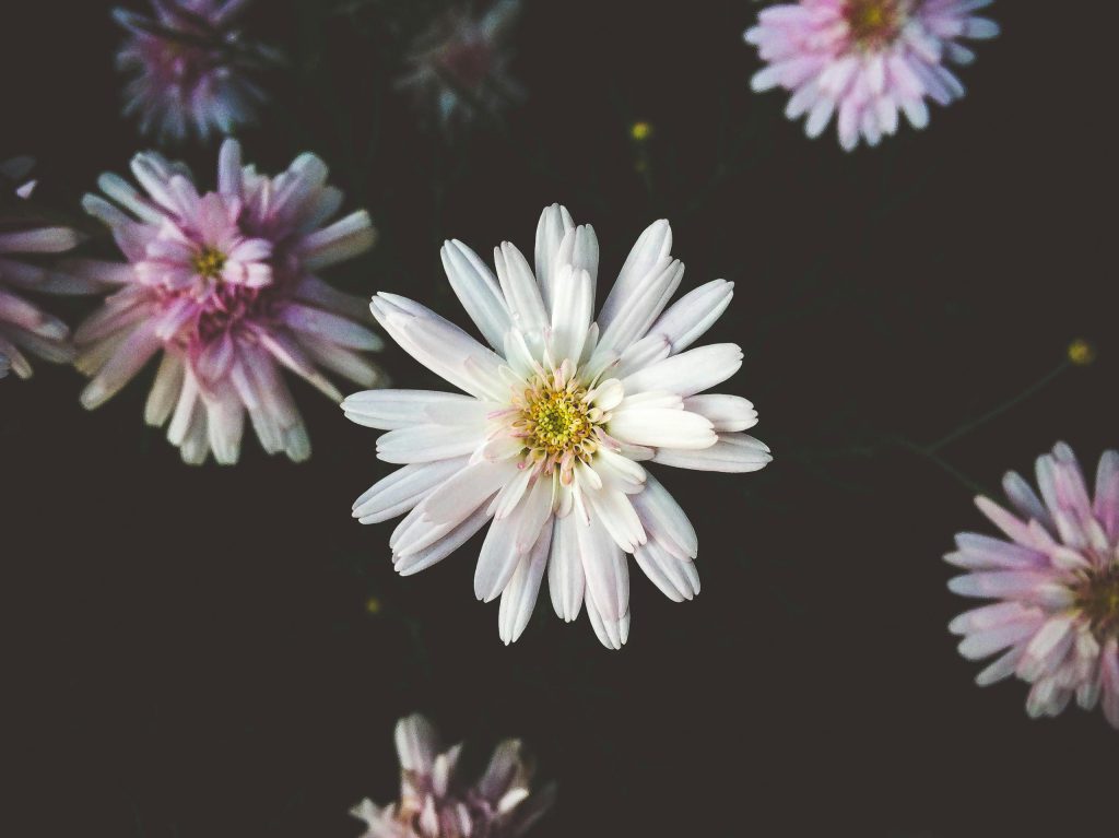 crisantemo-plant-profile-planthiza