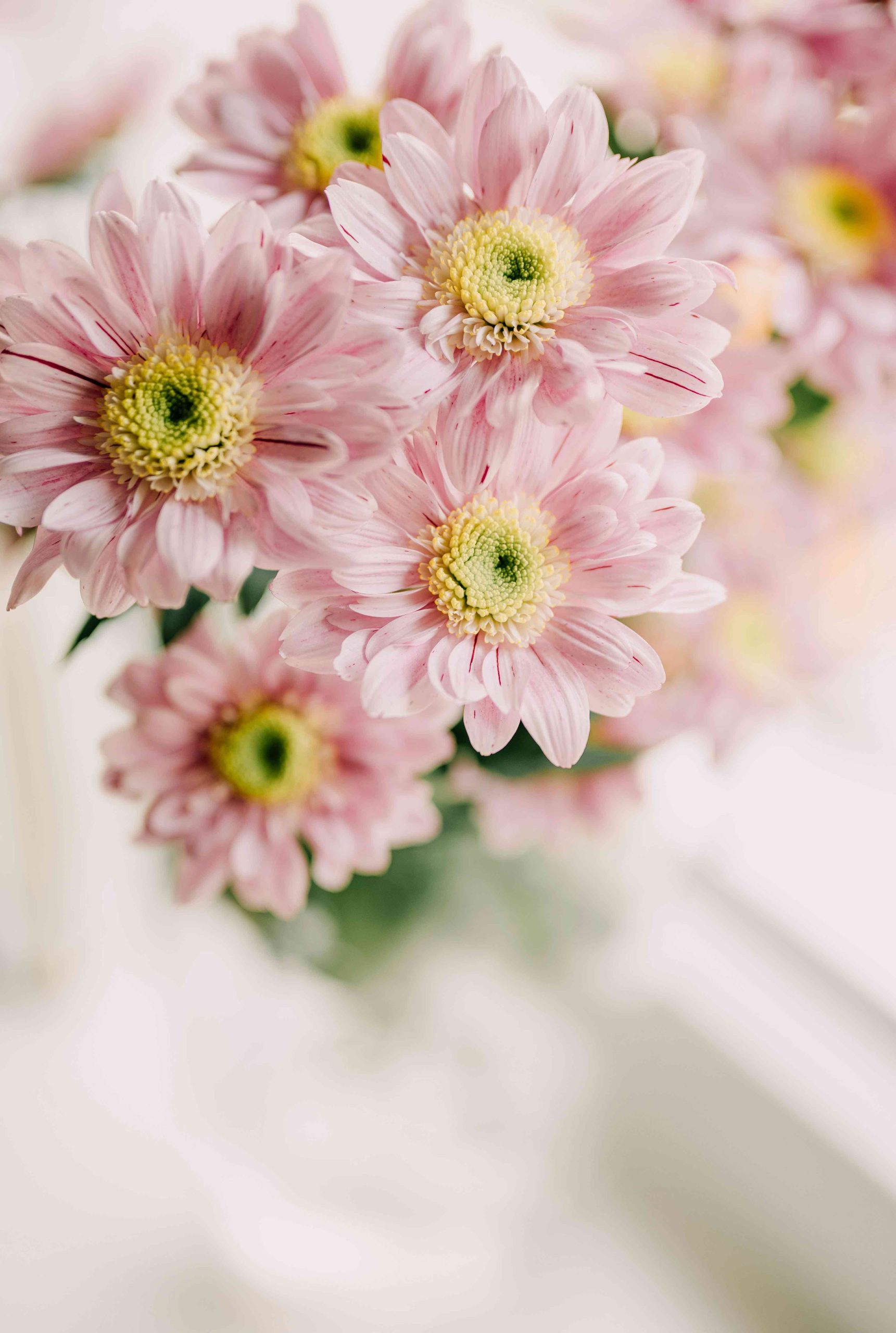 cut-chrysanthemum-planthiza-plant-profile-compressed