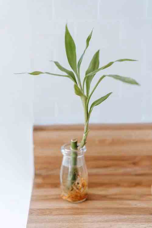bamboo-da-sorte-dracaena-sanderiana-planthiza