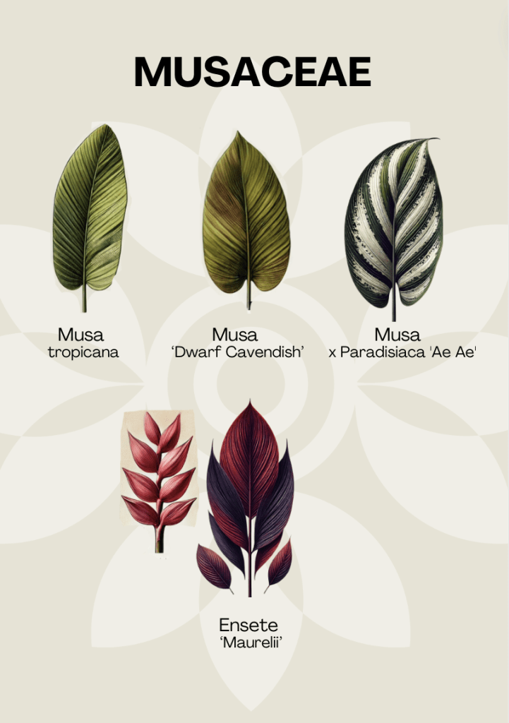 botanic-class-musaceae-planthiza