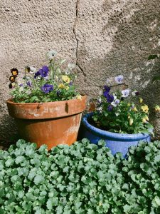winter-blog-post-planthiza-plantas-de-inverno