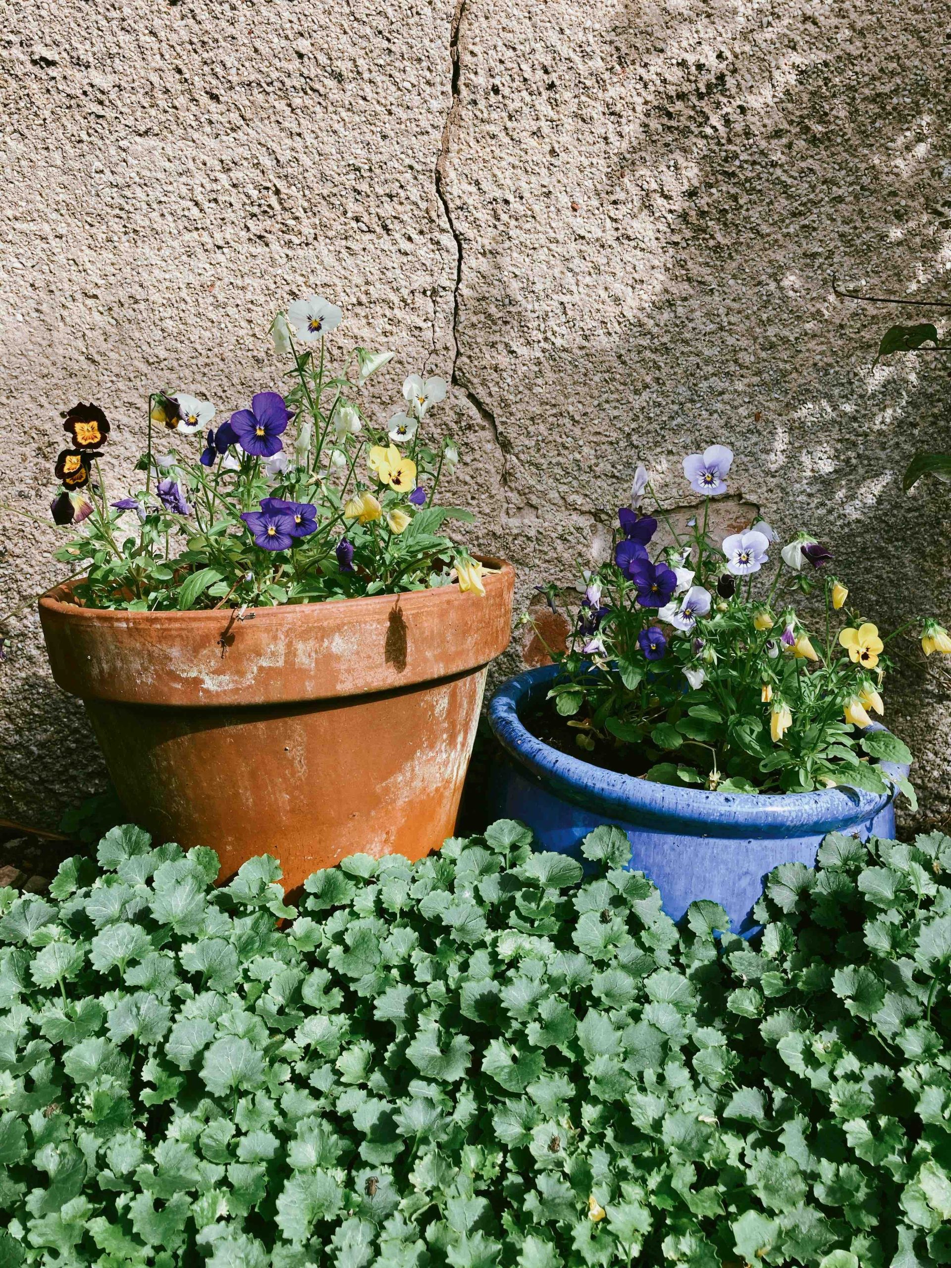 winter-blog-post-planthiza-plantas-de-inverno