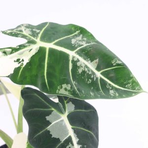 alocasia-frydek-variegata-planthiza-zoom