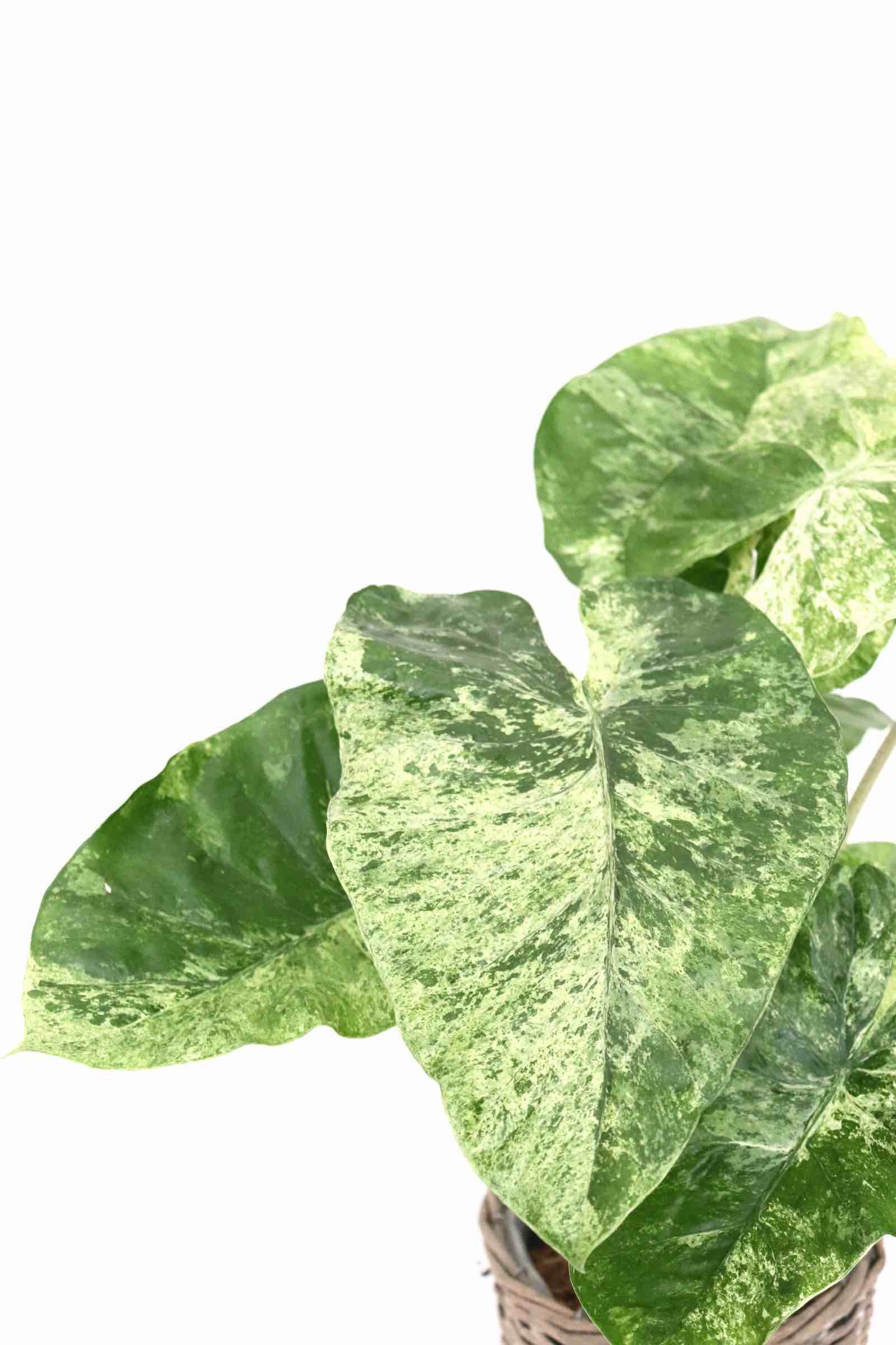 alocasia-splash-variegata-1zoom-planthiza