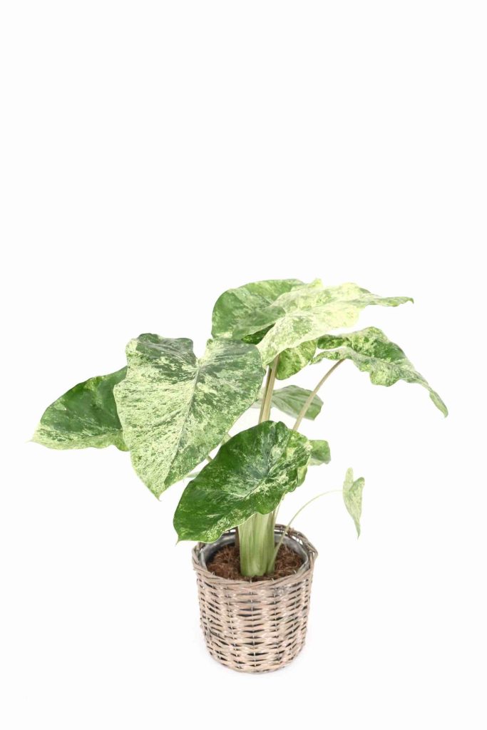 alocasia-splash-variegata-planthiza