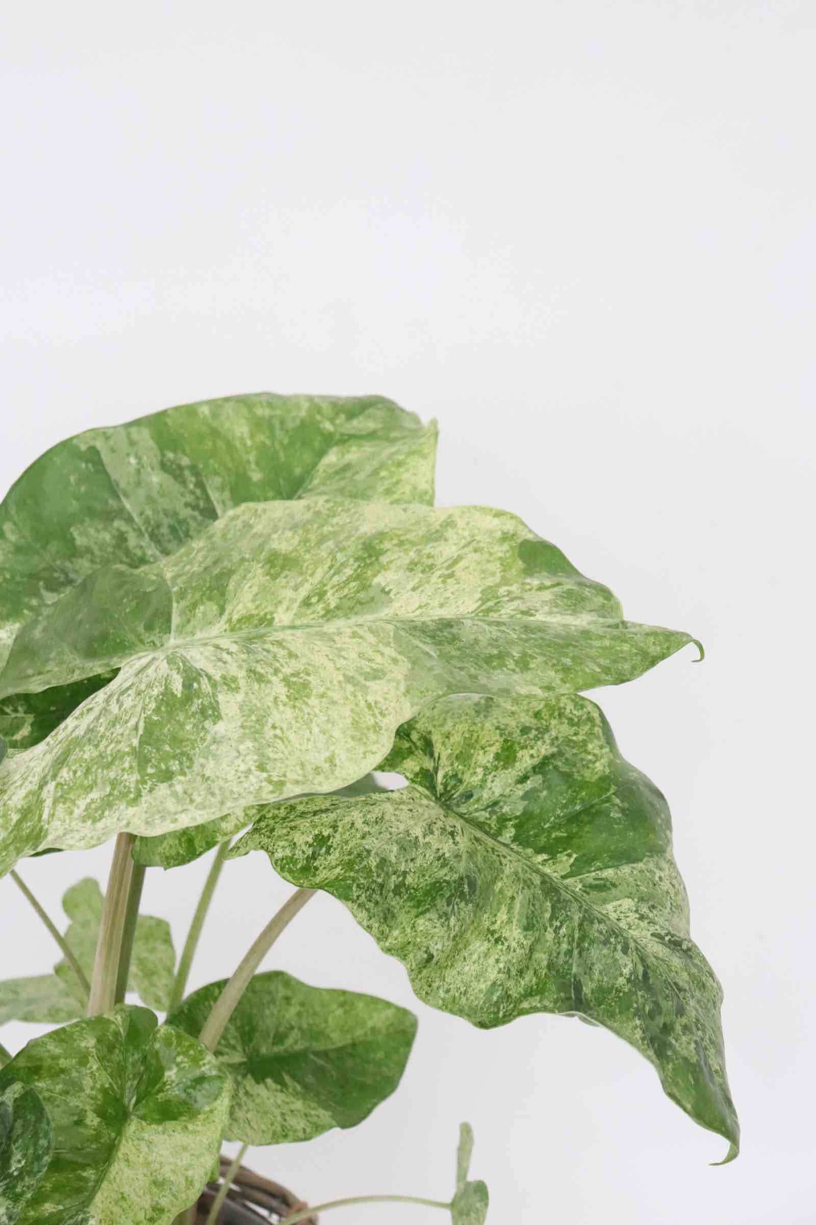 alocasia-splash-variegata-zoom-planthiza