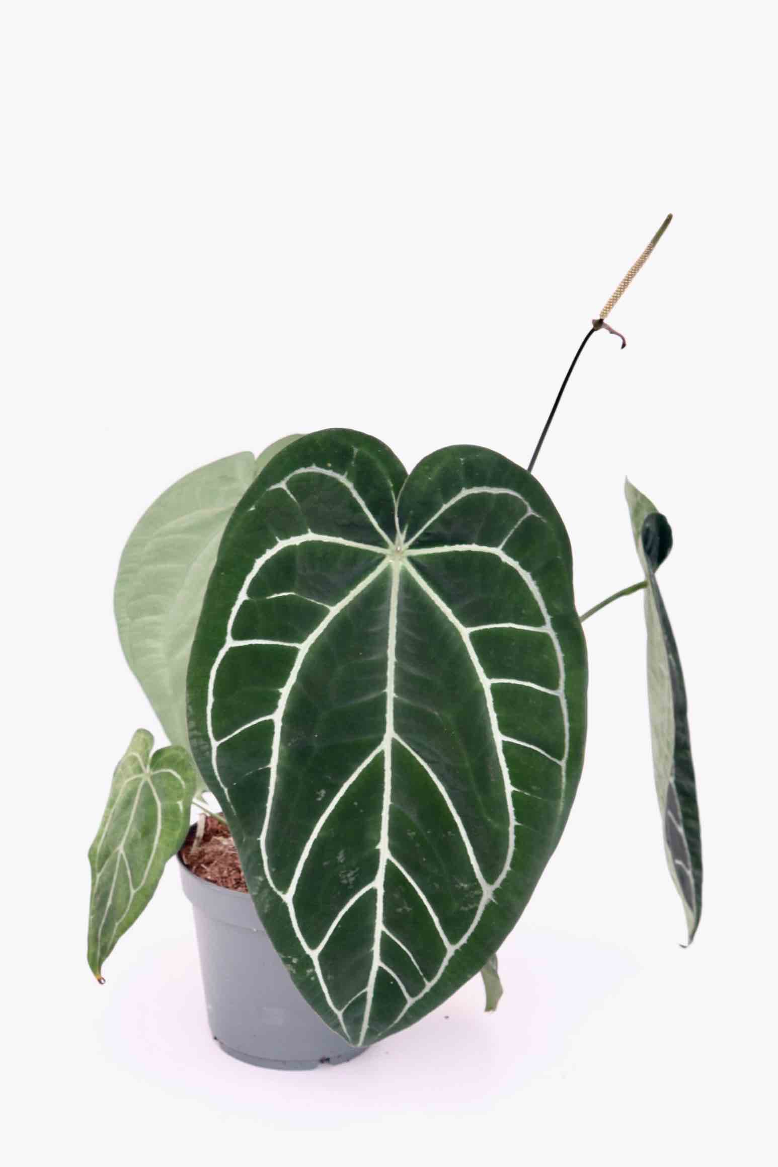 anthurium-magnificum-planthiza